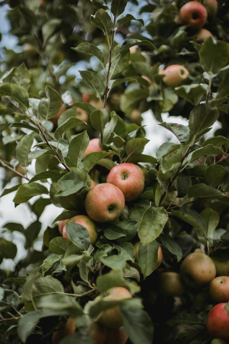 vergers pommes poires récolte 2025 