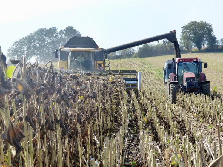 Récolter au stade optimal garantit marge et qualité.