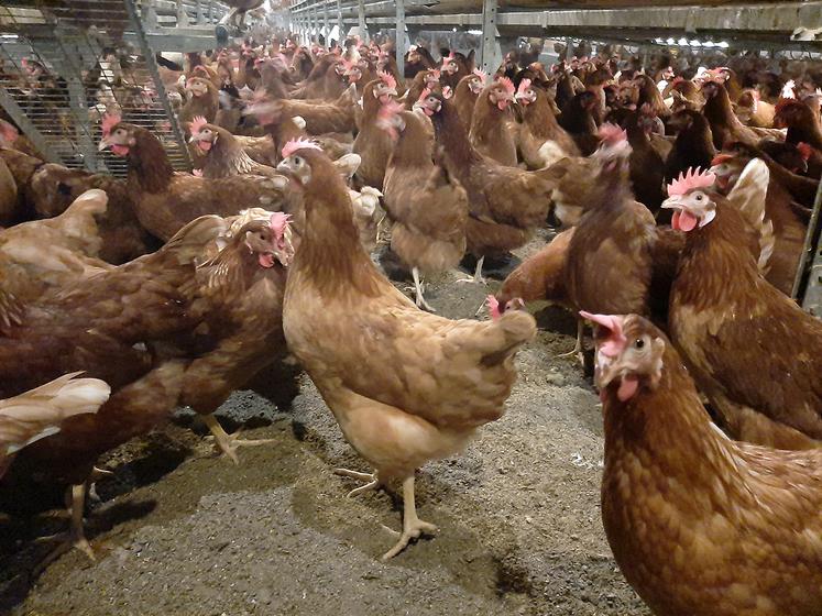 Selon une enquête réalisée par le Cravi Hauts-de-France, les Hauts-de-France représentent 8 % de la production annuelle d’œufs. 