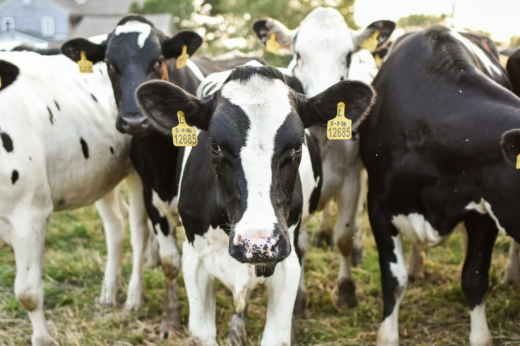FCO 8 Aisne GDS Picardie vaccination élevage bovin laitier vaches laitières