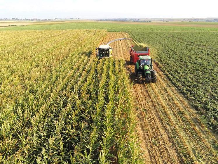 La majorité des prélèvements révèlent une maturité optimale autour  du 15-20 septembre.