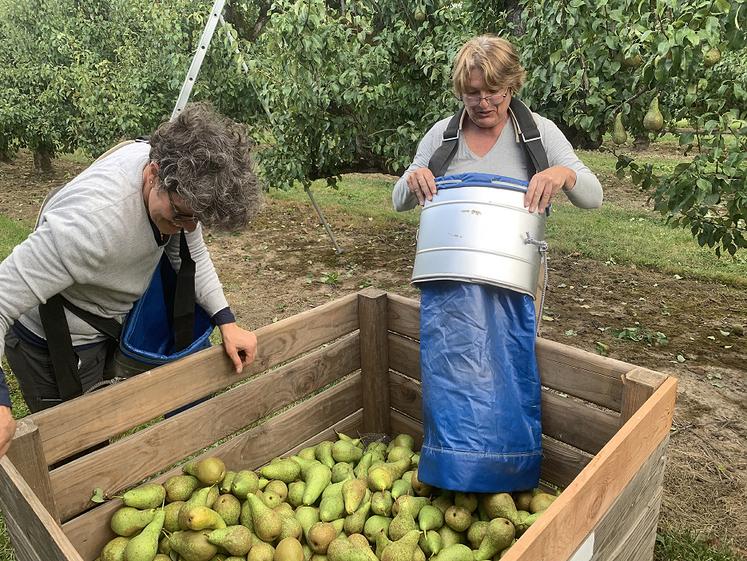 La récolte a débuté aux Vergers du Santerre. Il s’agit d’une «année à fruits».