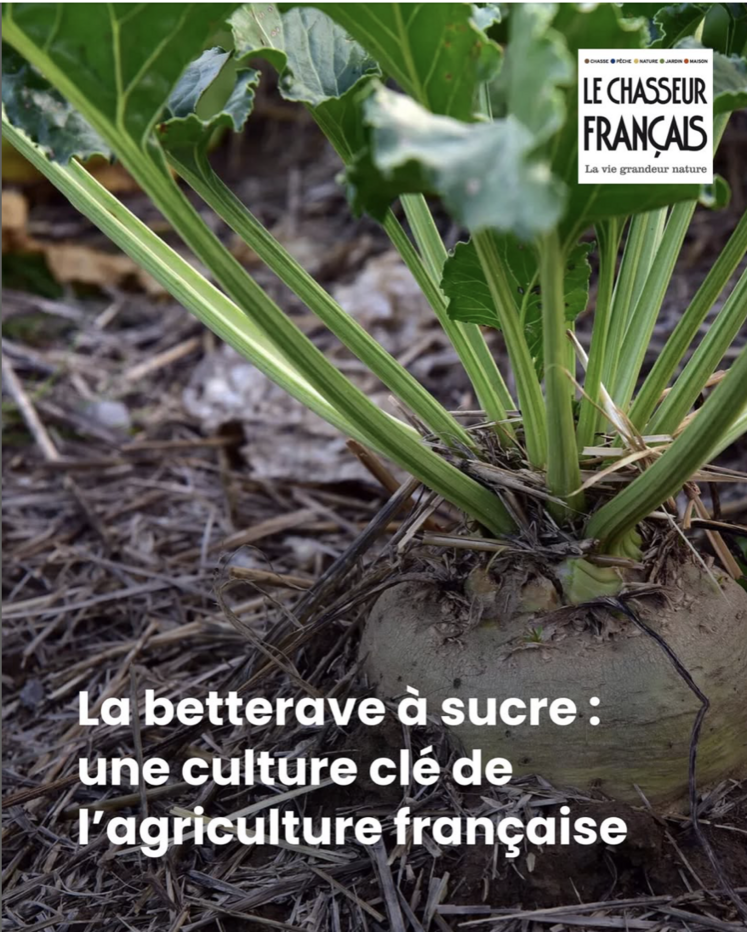 Le Chasseur Français betteraves à sucre chasse