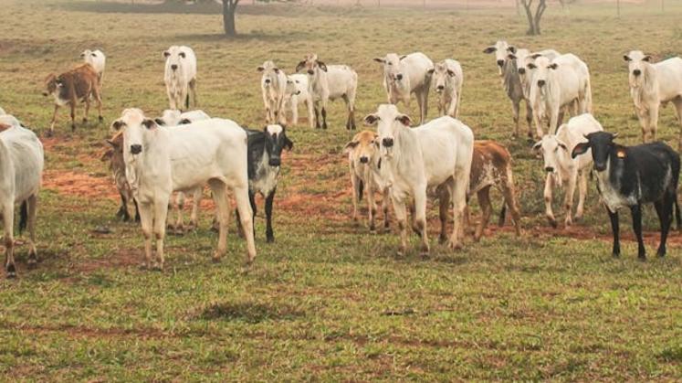 Mercosur accord commercial Union européenne 