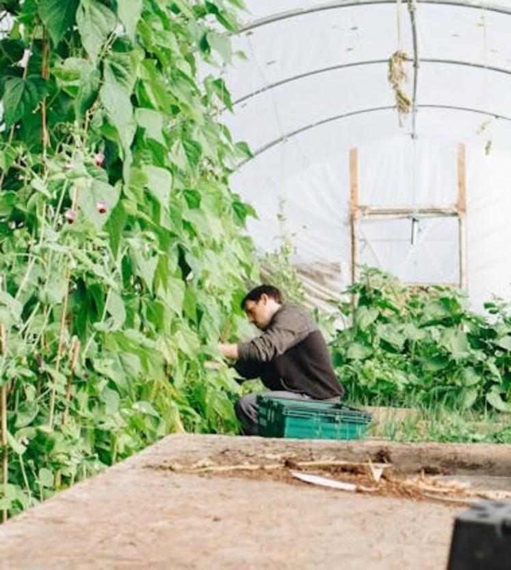 maraîcher production légumière maraîchage production de légumes