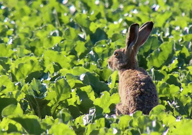 Le Chasseur Français consacre un article à la betterave sucrière