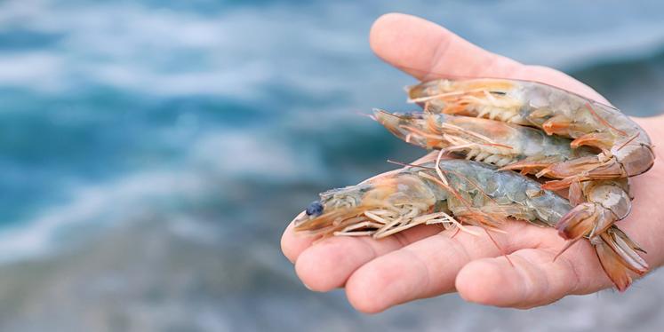 Des crevettes aux insectes, une première en Europe.