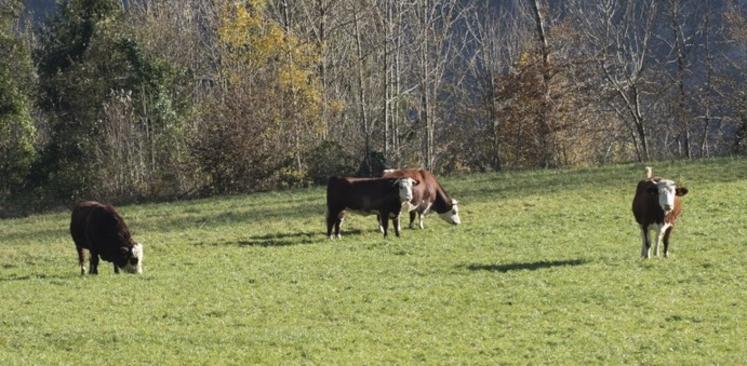 DNC vaccination élevage bovin Ain