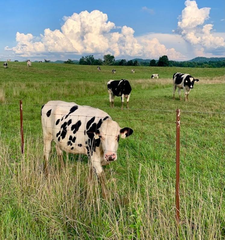 pousse de l'herbe sécheresse fourrages sécheresse