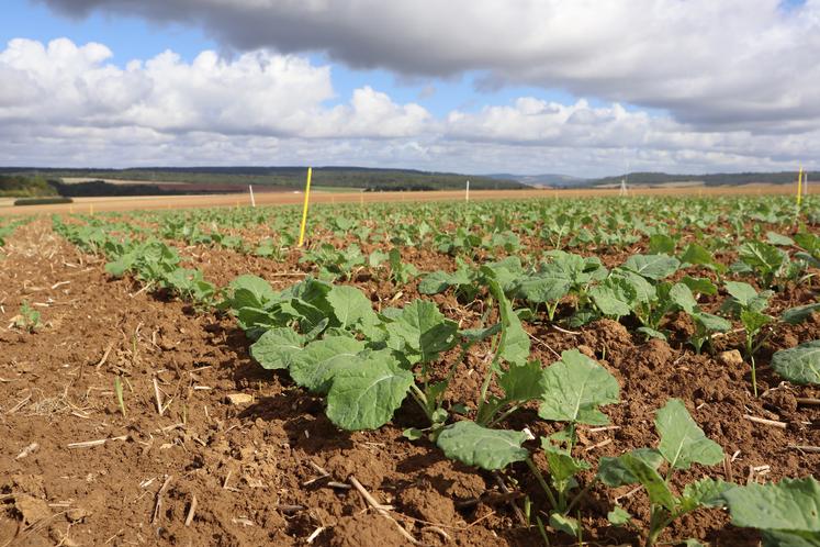 Un colza bien implanté avec une biomasse par pied importante et une croissance continue limite la nuisibilité des larves.