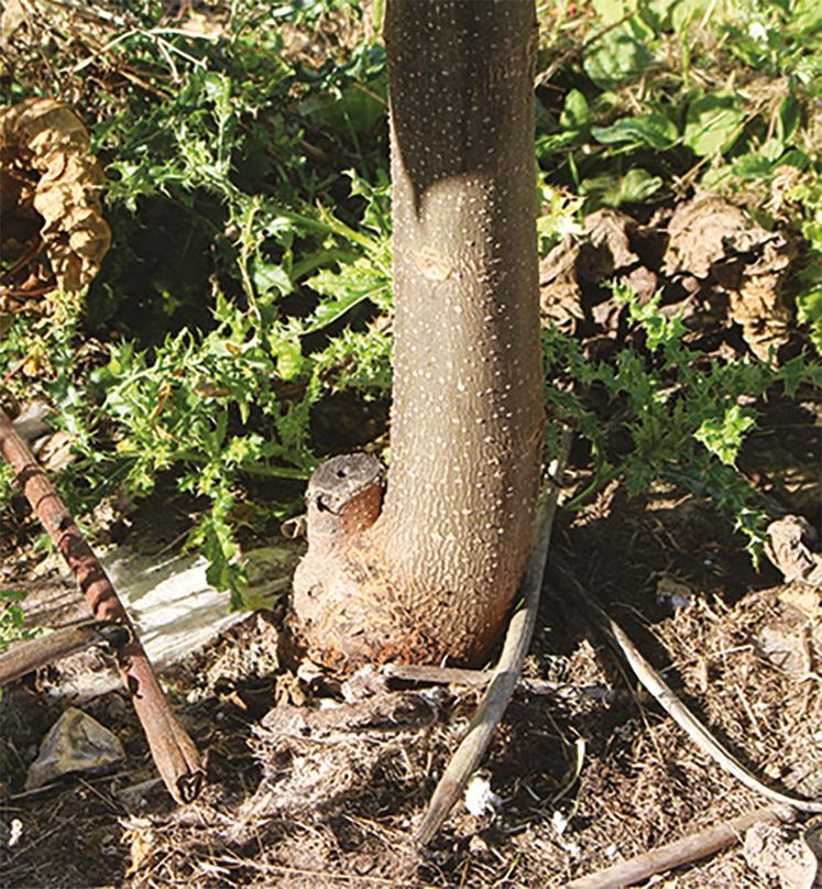 On voit nettement l’opération  de recépage réalisée en février.
