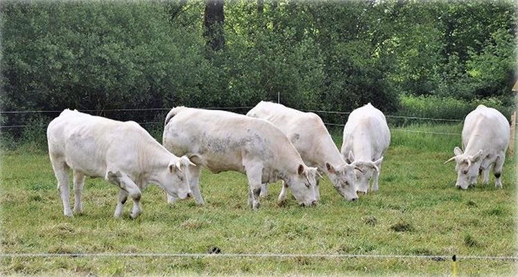 Un bilan fourrager doit être réalisé avant l’automne une fois l’ensemble des récoltes réalisées. 