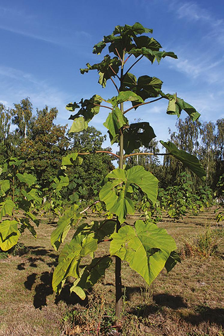 Une croissance impressionnante : près de 4 m après recépage en février.