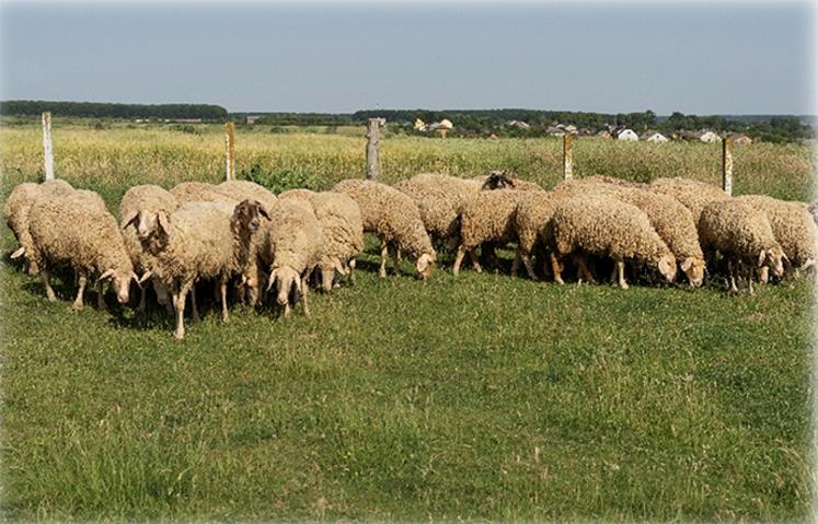 Un bilan fourrager doit être réalisé avant l’automne une fois l’ensemble des récoltes réalisées. 