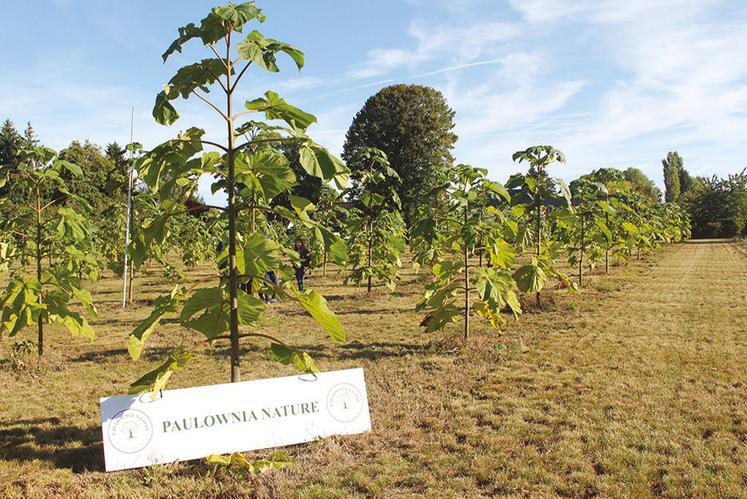 La parcelle a été enherbée après la plantation.