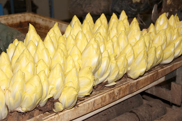 Dans les rayons de ces distributeurs, l’endive reste «un poids lourd» parmi les légumes. 