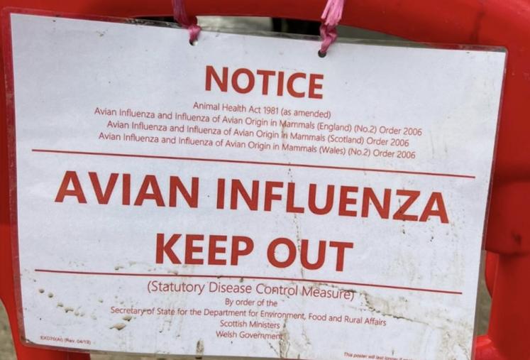 influenza aviaire en Europe Royaume-Uni Allemagne Belgique Espagne