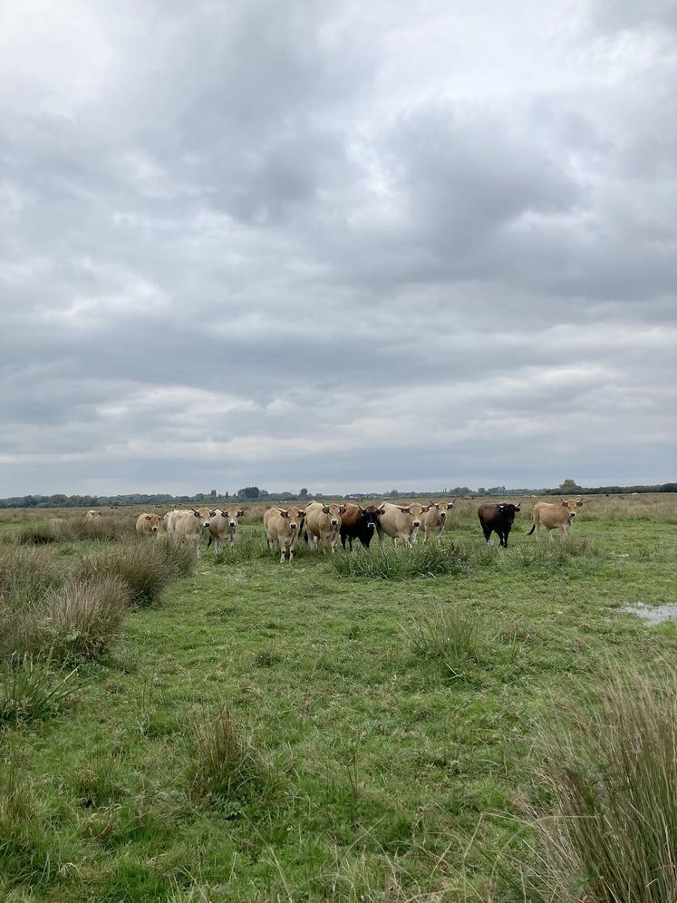 Le pâturage en zone humide est essentiel pour le maintien des écosystèmes. 