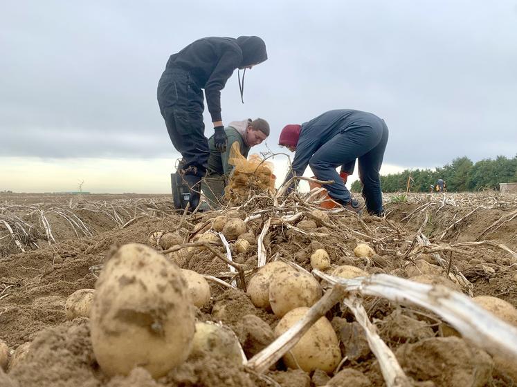 arrachage pommes de terre