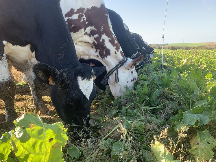 Il faut prévoir un front d’attaque suffisamment large, pour offrir 1 m par vache.
