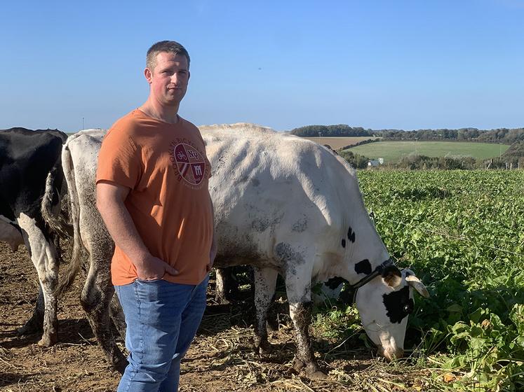 Voilà quatre ans que Mathieu Crépin pratique le pâturage de betteraves  fourragères pour ses vaches. 