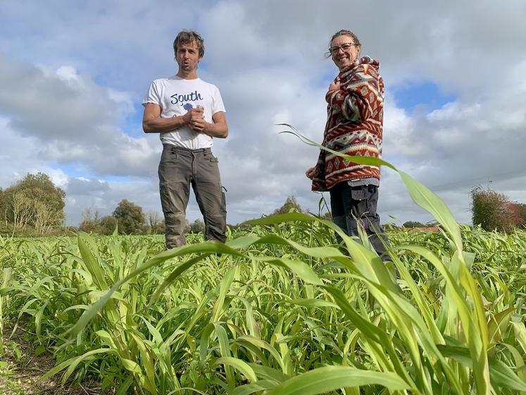Florent et Michèle Boulanger ont broyé le sorgho qui sert d’engrais vert en août. Les repousses seront détruites avec le froid cet hiver. 