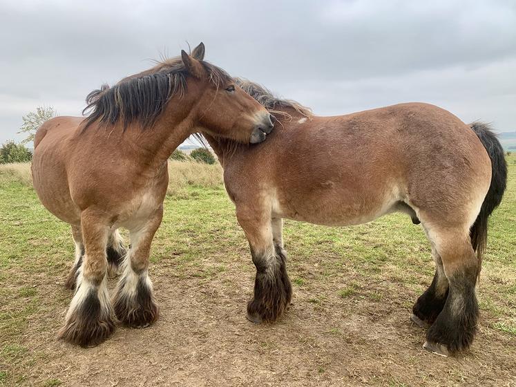 Avec les Holstein comme les Traits ardennais, Francis Gaillard et son frère, Albert, ont collectionné les prix.