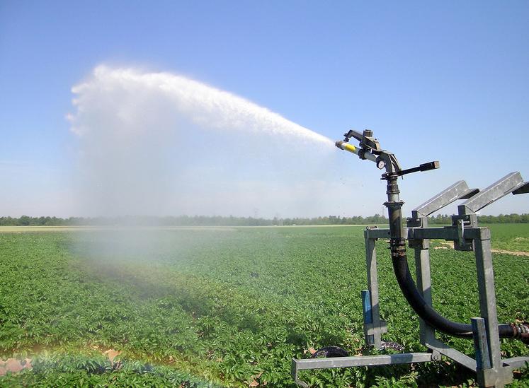 L’irrigation par aspersion est plus propice à la propagation du mildiou que le goutte-à-goutte.