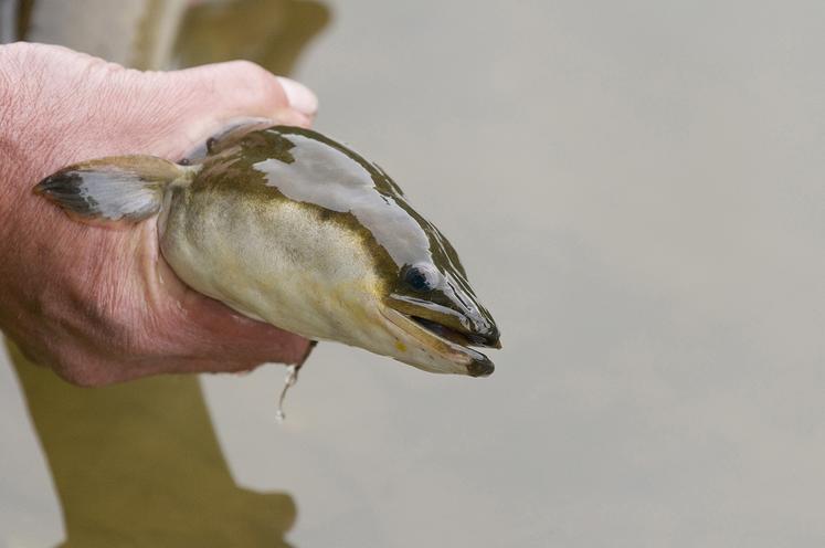 Pratiquée à titre professionnel par six bateaux dans le département de la Somme, la pêche des civelles est aussi l’objet de débats.
