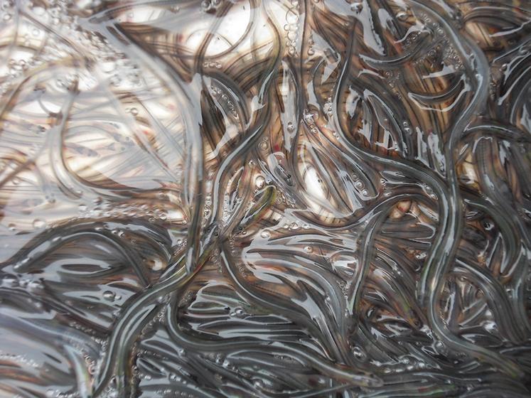 «La situation de l’anguille est dramatique», écrit la FDAAPPMA 80 de la Somme qui appelle le gouvernement à agir en urgence pour sauver cette espèce emblématique des rivières picardes.