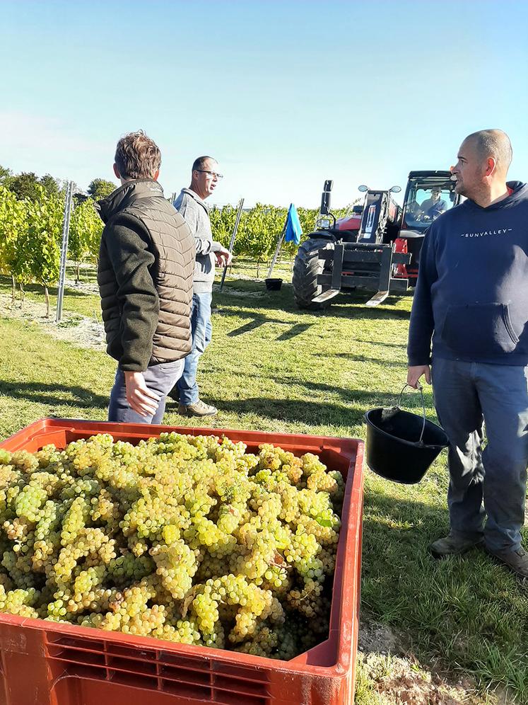 Sitôt les grappes récoltées, comme ici à Neuville-Saint-Vaast, elles ont été acheminées au chai situé à Dompierre-Becquincourt, à l’est de la Somme. 