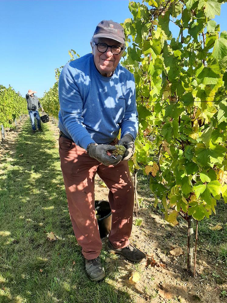 Pour réaliser leur récolte, les vignerons du collectif Les 130 ont le choix entre vendange mécanisée ou à la main. La première méthode concerne 70 % des parcelles.