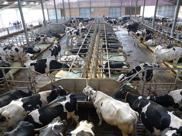 Après des années de crise, le système laitier est le seul qui connaît  une augmentation du chiffre d’affaires. 