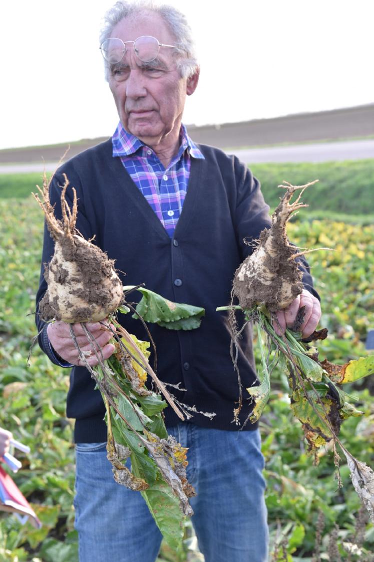 Différence de taille entre une betterave atteinte et l'autre non.