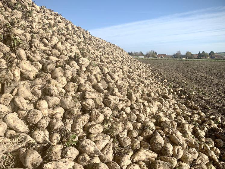 Les fins de campagne sont désormais attendues entre le 25 et le 31 janvier, selon les usines travaillant les betteraves samariennes.