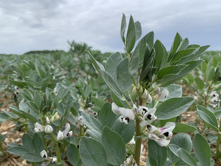 Les bénéfices sont encore plus nets lorsque la rotation intègre une légumineuse comme la féverole, le pois ou la luzerne. 