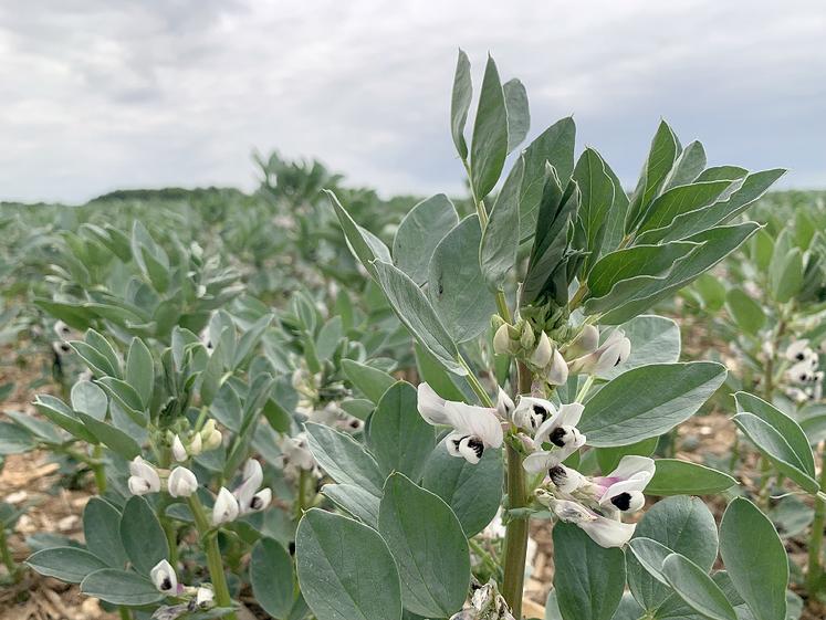 La féverole, avec une variété à faible PMG comme Nanaux, semble la plus adaptée à cette technique. 