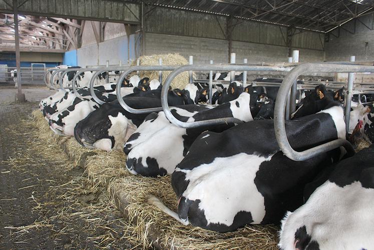 Les animaux se reposent en logettes paillées.