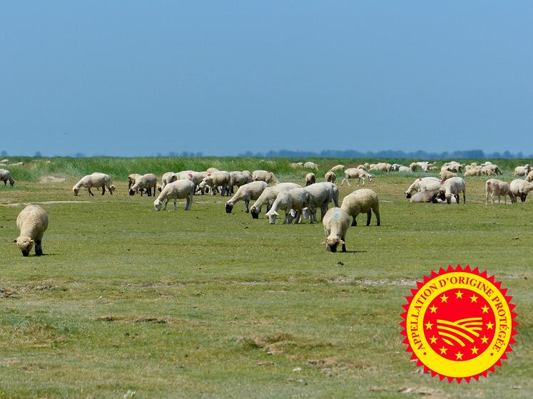 Comme pour les agneaux AOP des prés salés de la Baie de Somme, le Siqo garantit l’origine et la qualité des produits régionaux. 