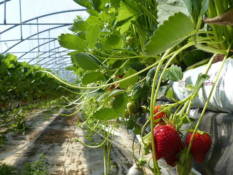 Les endives et les fraises sont deux produits phares du Marché de Phalempin. 