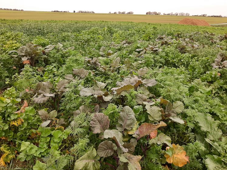 Le mélange Red Fly prêt à être semé par drone est composé de radis fourrager  (20 %), phacélie (20 %), moutarde d’Abyssinie (30 %) et trèfle d’Alexandrie (30 %).  