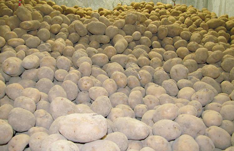 L’application de solutions antigerminatives doit se faire sur des tubercules bien secs et cicatrisées, souvent trois semaines a minima post récolte. 