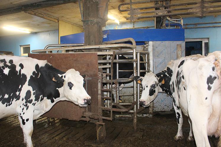 Les animaux passent en moyenne 2,6 fois par jour à l’un des deux robots.