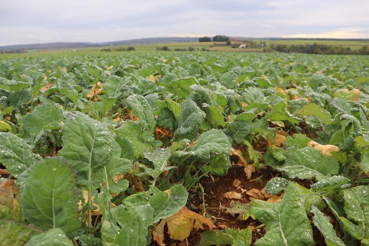 La mesure du poids vert du colza en entrée hiver est fortement recommandée pour optimiser la fertilisation azotée des gros colzas.La mesure du poids vert du colza en entrée hiver est fortement recommandée pour optimiser la fertilisation azotée des gros colzas.