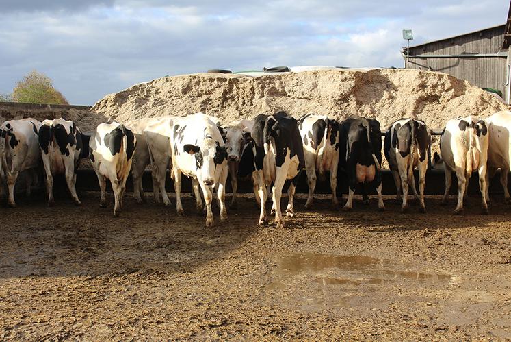 Libre-service au silo pour les vaches.