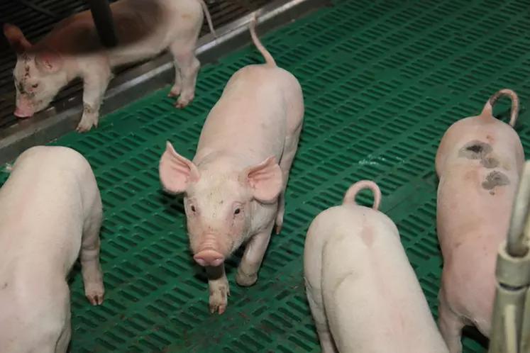 Dans le panorama national, l’élevage de porc dans les Hauts-de-France place cette région au 5e rang. 