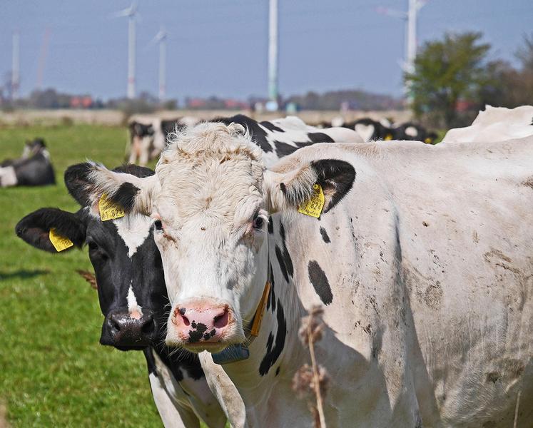 Un précédent texte de 2022 pointait déjà des nuisances à l’élevage liée supposément à la présence d’éoliennes.