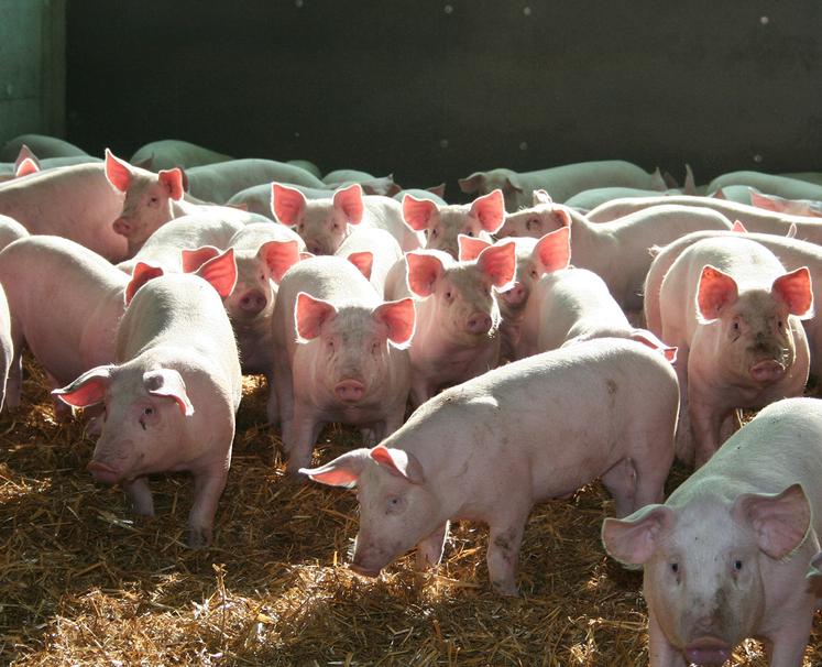 La certification «Le porc français» concerne aujourd’hui 244 élevages, soit 78 % des élevages de porc des Hauts-de-France. 