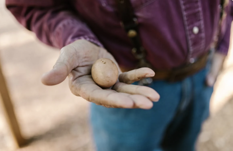 grippe aviaire dispositif d'indemnisation