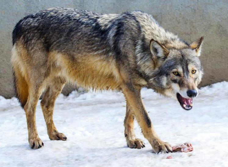 chasse du loup en Finlande